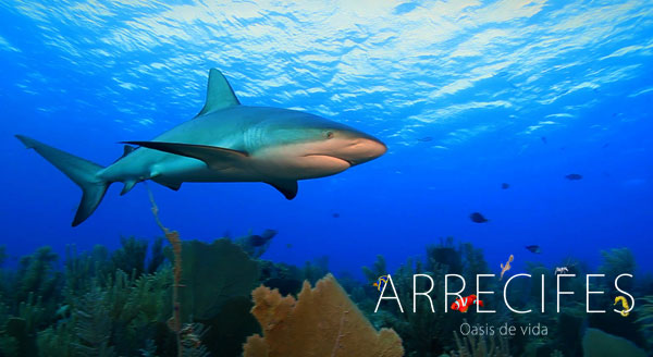 arrecifes_tiburon